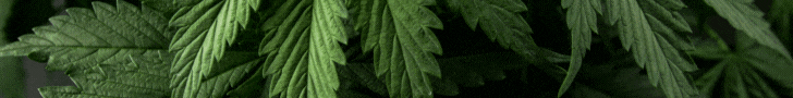 Canada's Cannabis Directory