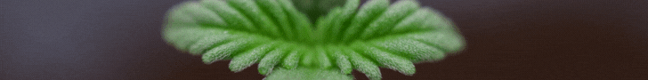 Cannabis Clone World