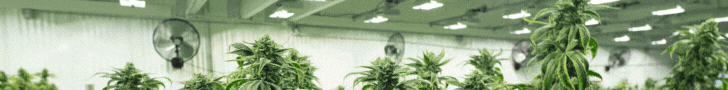 Cannabis Distros