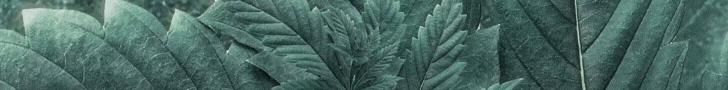 Enter the Emerald Triangle